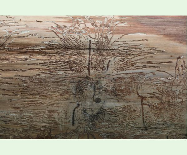 Pityokteines vorontzovi