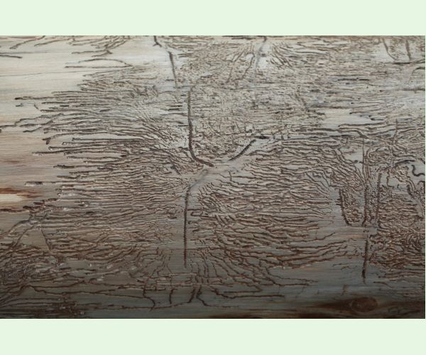 Pityokteines vorontzovi