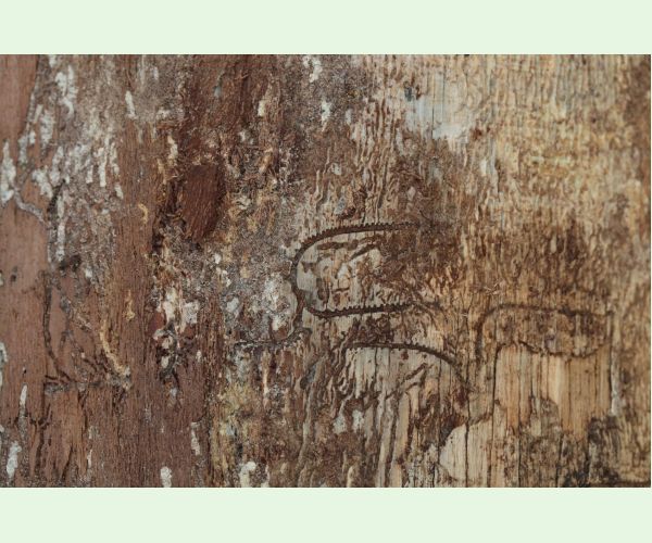 Pityokteines vorontzovi