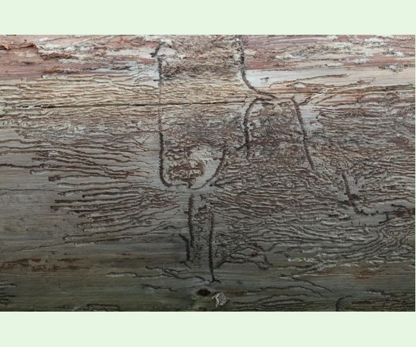 Pityokteines vorontzovi