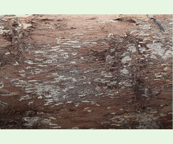 Pityokteines vorontzovi