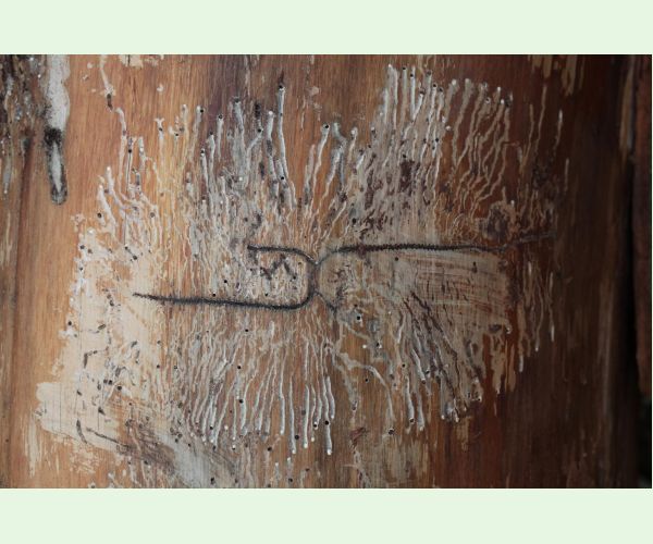 Pityokteines vorontzovi