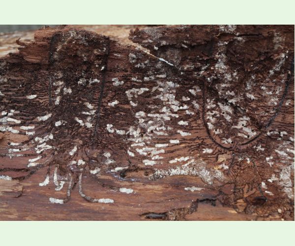 Pityokteines vorontzovi