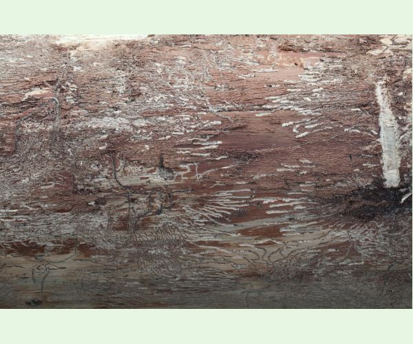 Pityokteines vorontzovi