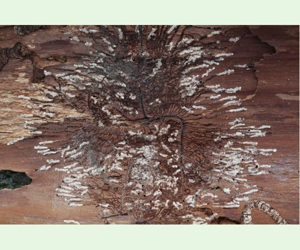 Pityokteines vorontzovi