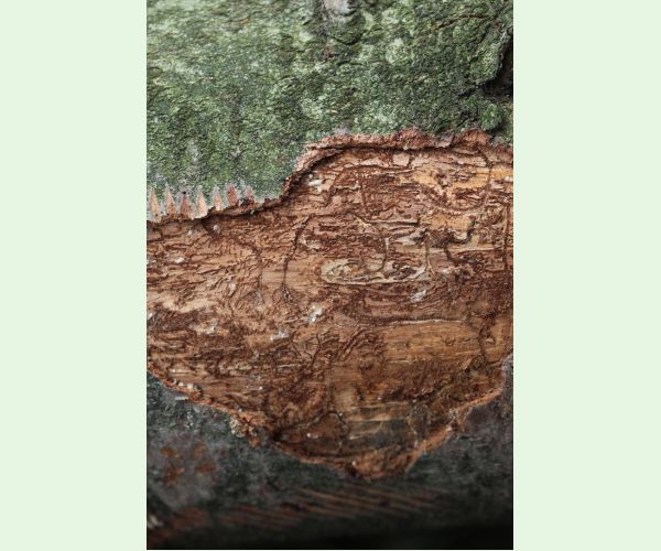 Pityokteines vorontzovi