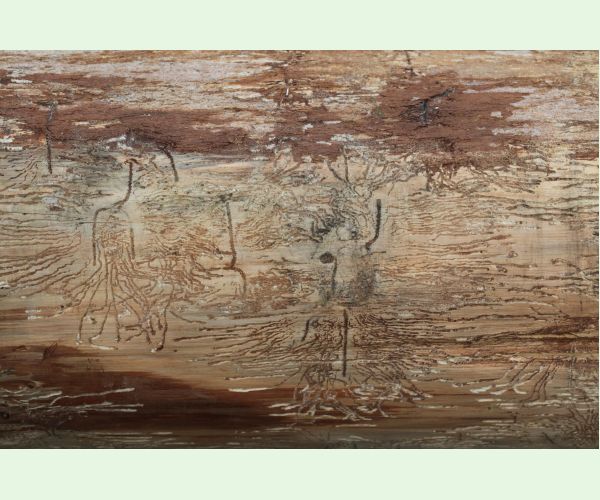 Pityokteines vorontzovi