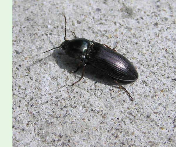 Elateridae
