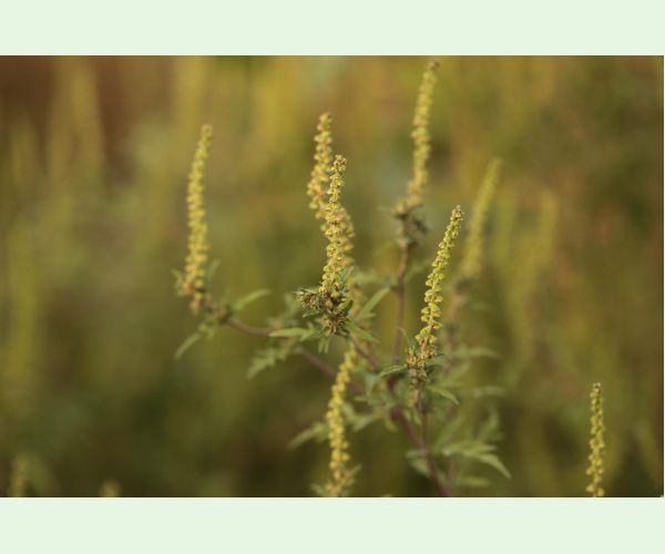 Ambrosia artemisiifolia