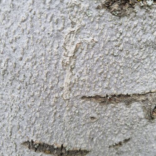 Ectoedemia liebwerdella