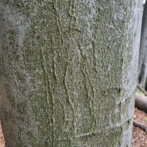 Ectoedemia liebwerdella