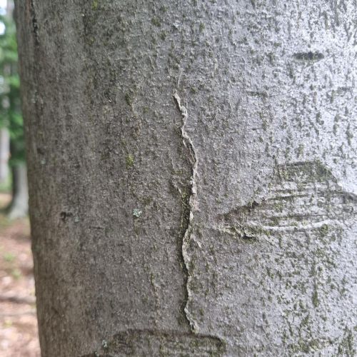 Ectoedemia liebwerdella