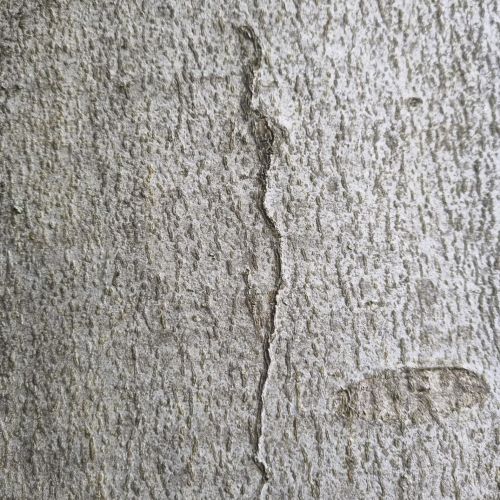 Ectoedemia liebwerdella