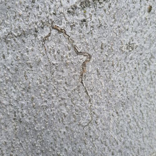 Ectoedemia liebwerdella