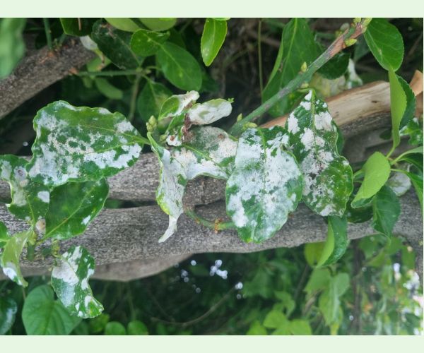 Erysiphe euonymicola