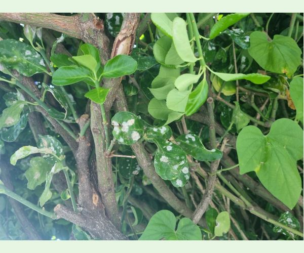 Erysiphe euonymicola