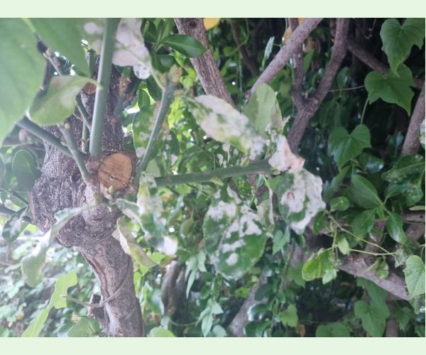 Erysiphe euonymicola