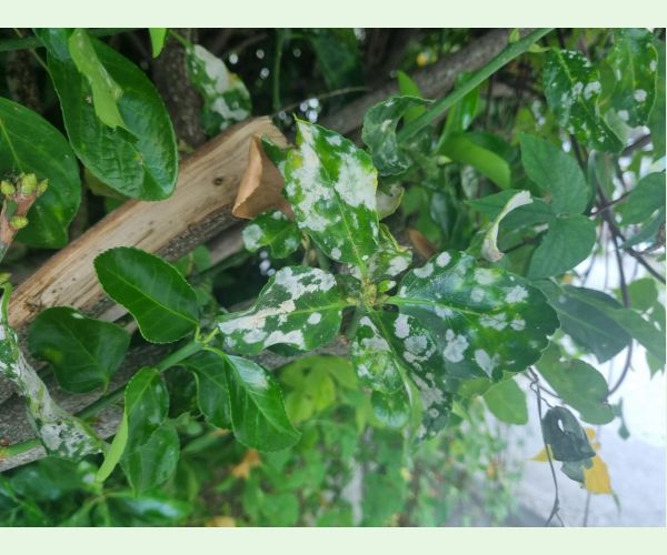 Erysiphe euonymicola