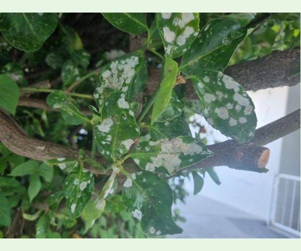 Erysiphe euonymicola