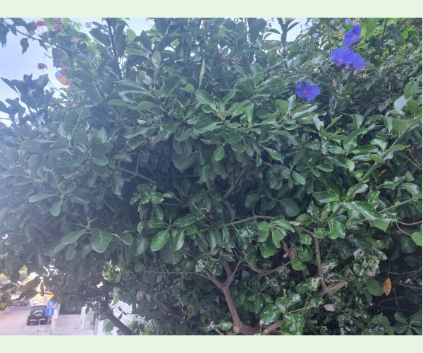 Erysiphe euonymicola