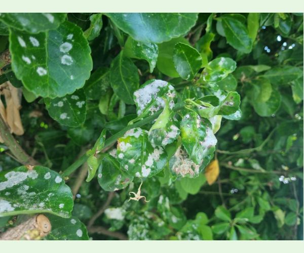 Erysiphe euonymicola