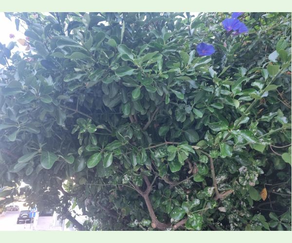 Erysiphe euonymicola