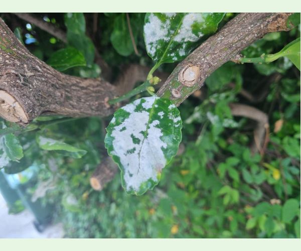 Erysiphe euonymicola