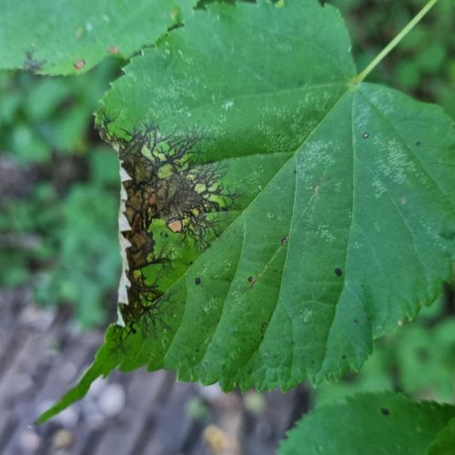 Paraconiothyrium tiliae