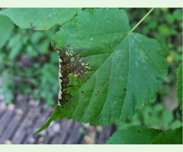 Paraconiothyrium tiliae