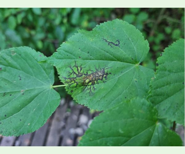 Paraconiothyrium tiliae