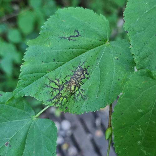 Paraconiothyrium tiliae