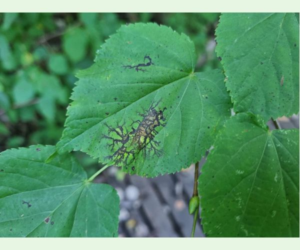 Paraconiothyrium tiliae