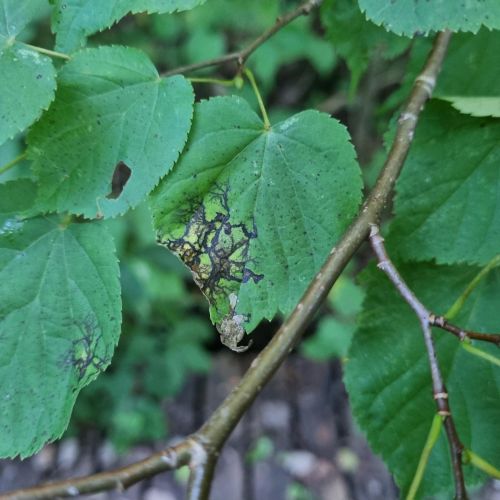 Paraconiothyrium tiliae