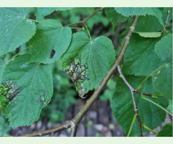 Paraconiothyrium tiliae