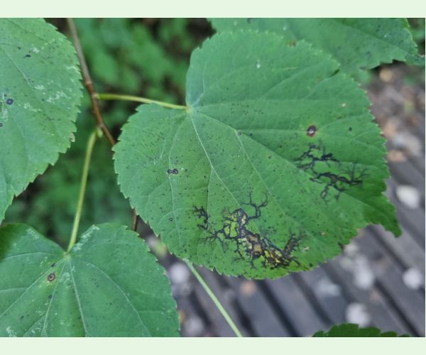 Paraconiothyrium tiliae