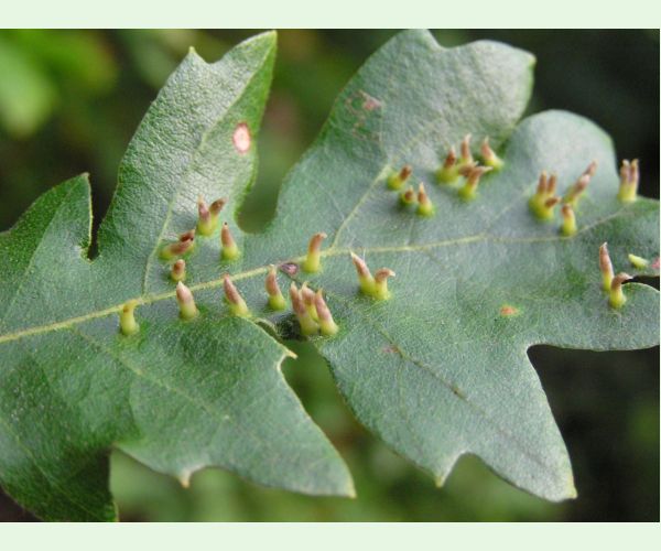 Contarinia subulifex