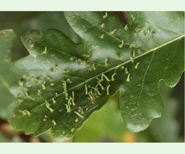 Contarinia subulifex