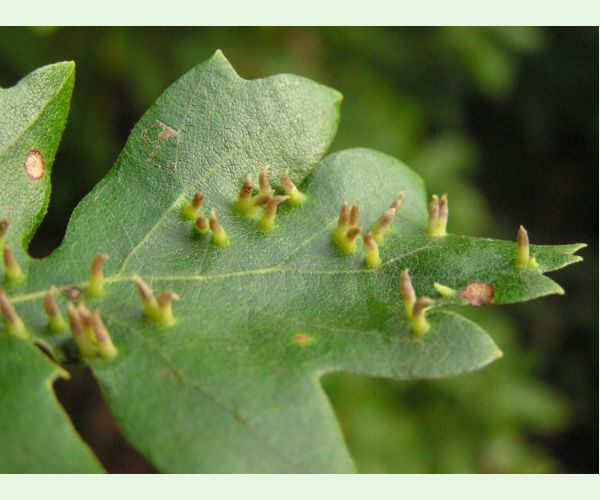 Contarinia subulifex