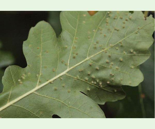 Contarinia subulifex