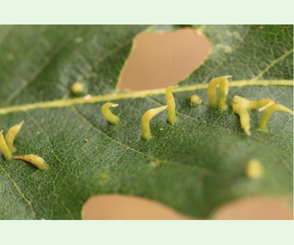 Contarinia subulifex