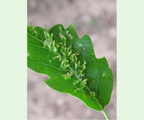 Contarinia subulifex