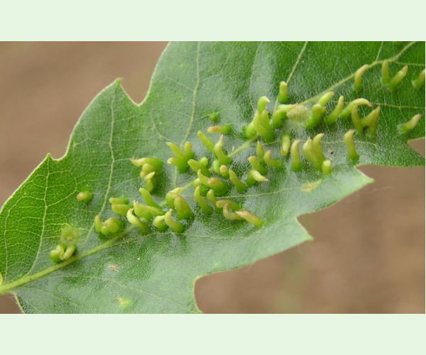 Contarinia subulifex