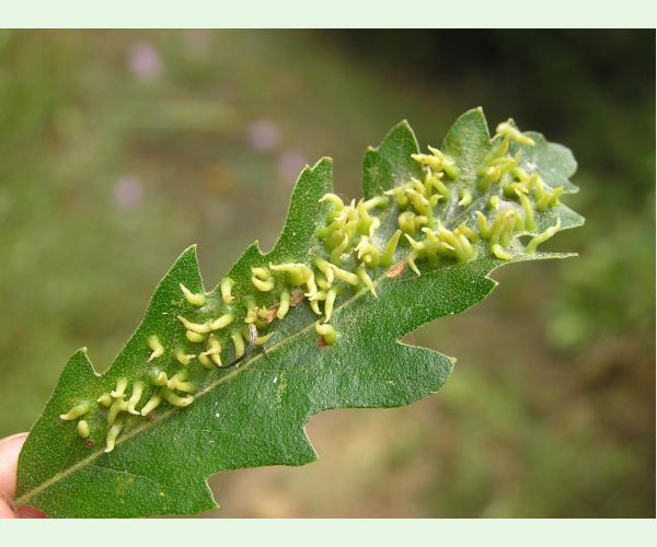 Contarinia subulifex