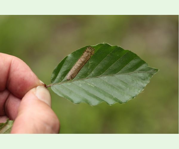 Phyllonorycter maestingella