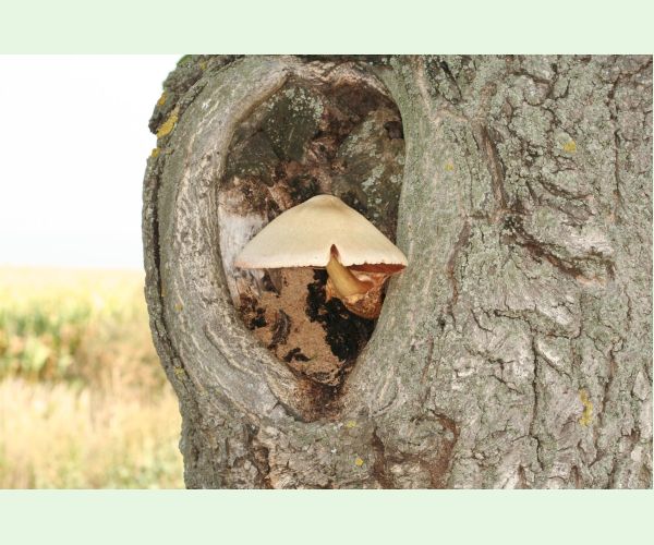 Volvariella bombycina