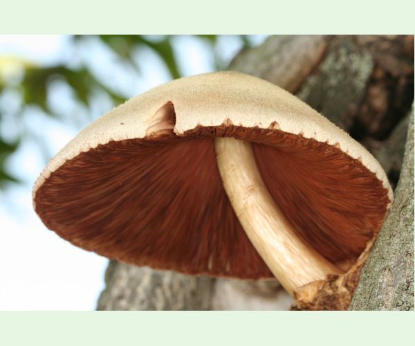 Volvariella bombycina