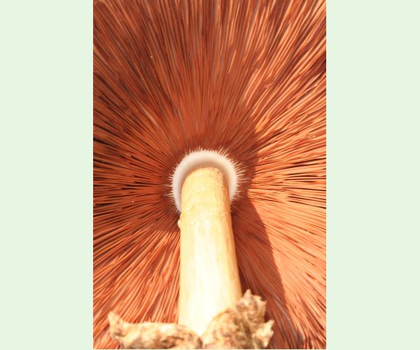 Volvariella bombycina