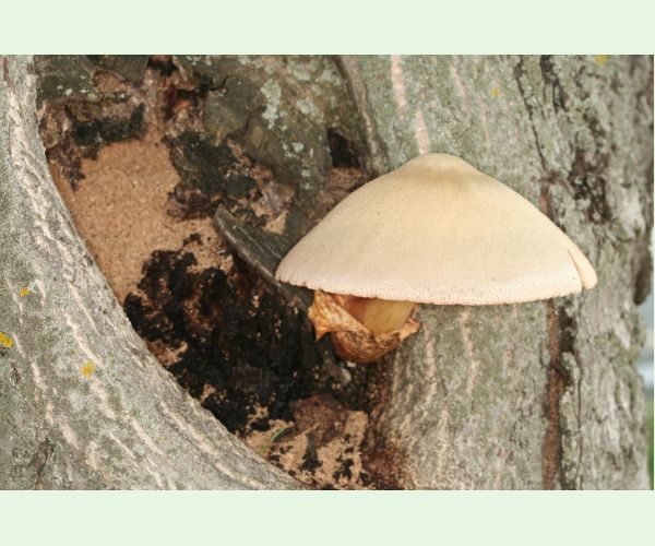 Volvariella bombycina