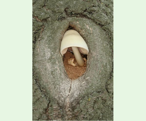 Volvariella bombycina