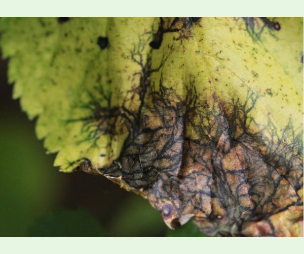 Paraconiothyrium tiliae